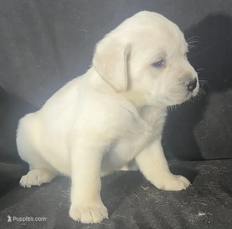 Rita, a female Labrador Retriever for sale in Lafayette, IN – Photo 1 of 5