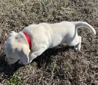 Ranger, a male Labrador Retriever for sale in Lafayette, IN – Photo 5 of 10