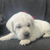 Ranger, a male Labrador Retriever for sale in Lafayette, IN – Photo 7 of 8