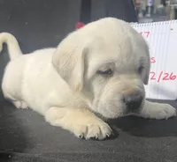 Ranger, a male Labrador Retriever for sale in Lafayette, IN – Photo 4 of 8