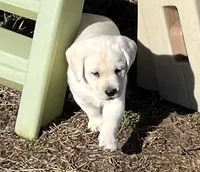 Ranger, a male Labrador Retriever for sale in Lafayette, IN – Photo 6 of 10