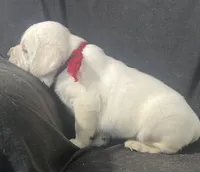 Ranger, a male Labrador Retriever for sale in Lafayette, IN – Photo 8 of 8