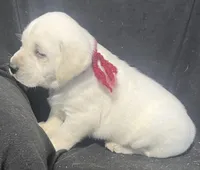 Ranger, a male Labrador Retriever for sale in Lafayette, IN – Photo 2 of 8