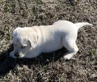 Ranger, a male Labrador Retriever for sale in Lafayette, IN – Photo 4 of 10