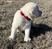 Ranger, a male Labrador Retriever for sale in Lafayette, IN – Photo 10 of 10