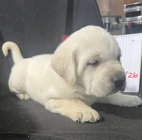 Ranger, a male Labrador Retriever for sale in Lafayette, IN – Photo 6 of 8