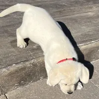 Ranger, a male Labrador Retriever for sale in Lafayette, IN – Photo 7 of 10