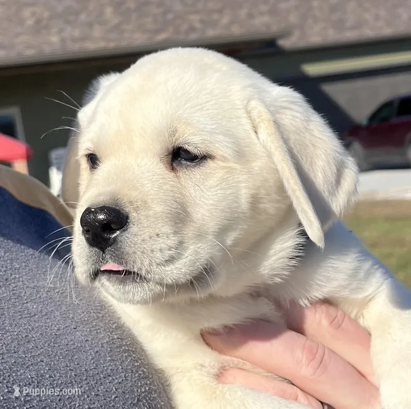 Ranger – Labrador Retriever puppy for sale in Lafayette, IN