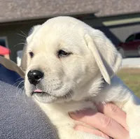 Ranger, a male Labrador Retriever for sale in Lafayette, IN – Photo 1 of 10