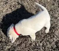 Ranger, a male Labrador Retriever for sale in Lafayette, IN – Photo 3 of 10