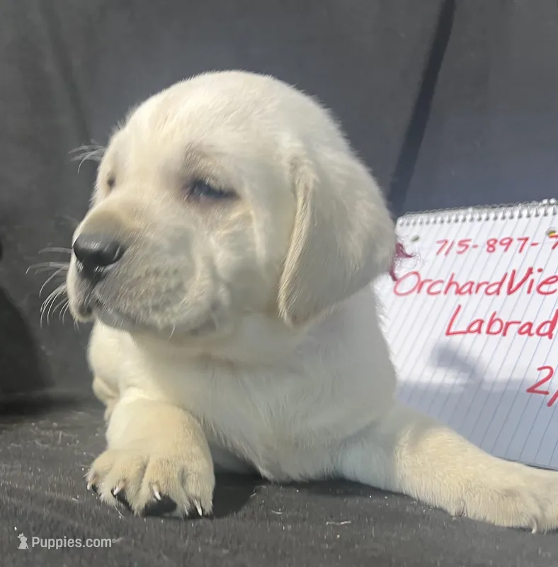 Ranger, a male Labrador Retriever for sale in Lafayette, IN – Photo 1 of 8