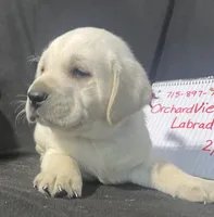 Ranger, a male Labrador Retriever for sale in Lafayette, IN – Photo 1 of 8