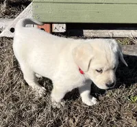 Ranger, a male Labrador Retriever for sale in Lafayette, IN – Photo 8 of 10