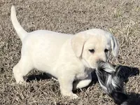 Ranger, a male Labrador Retriever for sale in Lafayette, IN – Photo 2 of 10