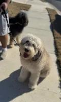 Rocky, a male Bernedoodle for sale in Georgetown, TX – 3 of 4