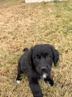 Murphy, a male Bernedoodle for sale in Georgetown, TX – 1 of 5