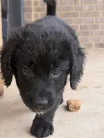 Murphy, a male Bernedoodle for sale in Georgetown, TX – 2 of 5
