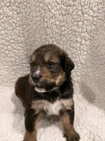 Buster, a male Bernedoodle for sale in Georgetown, TX – 2 of 2