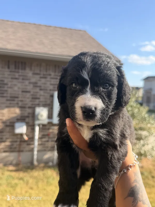 Charlie – Bernedoodle puppy for sale in Georgetown, TX