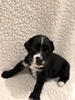 Leslie, a female Bernedoodle for sale in Georgetown, TX – 2 of 2