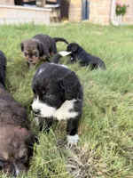 Milo, a male Bernedoodle for sale in Georgetown, TX – 2 of 4