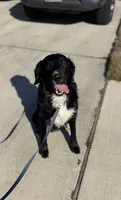 Rocky, a male Bernedoodle for sale in Georgetown, TX – 4 of 4