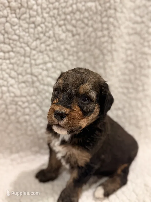 Ranger – Bernedoodle puppy for sale in Georgetown, TX