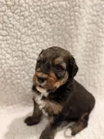 Ranger, a male Bernedoodle for sale in Georgetown, TX – 1 of 2