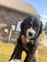 Charlie, a male Bernedoodle for sale in Georgetown, TX – 2 of 4
