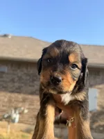 Rocky, a male Bernedoodle for sale in Georgetown, TX – 2 of 4
