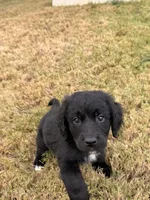 Otis , a male Bernedoodle for sale in Georgetown, TX – 2 of 2