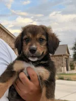 Fat boy , a male Bernedoodle for sale in Georgetown, TX – 2 of 7