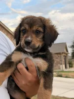 Fat boy , a male Bernedoodle for sale in Georgetown, TX – 5 of 7