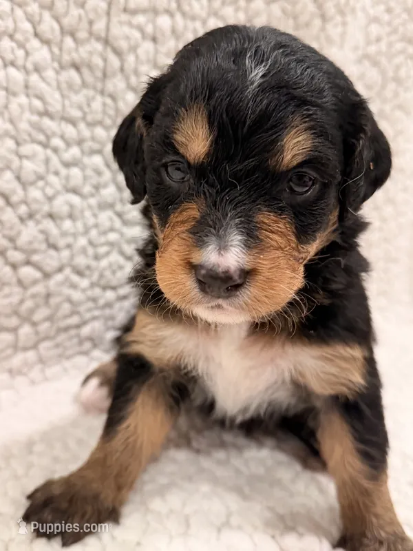 Bear – Bernedoodle puppy for sale in Georgetown, TX