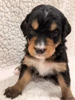 Bear, a female Bernedoodle for sale in Georgetown, TX – 1 of 2