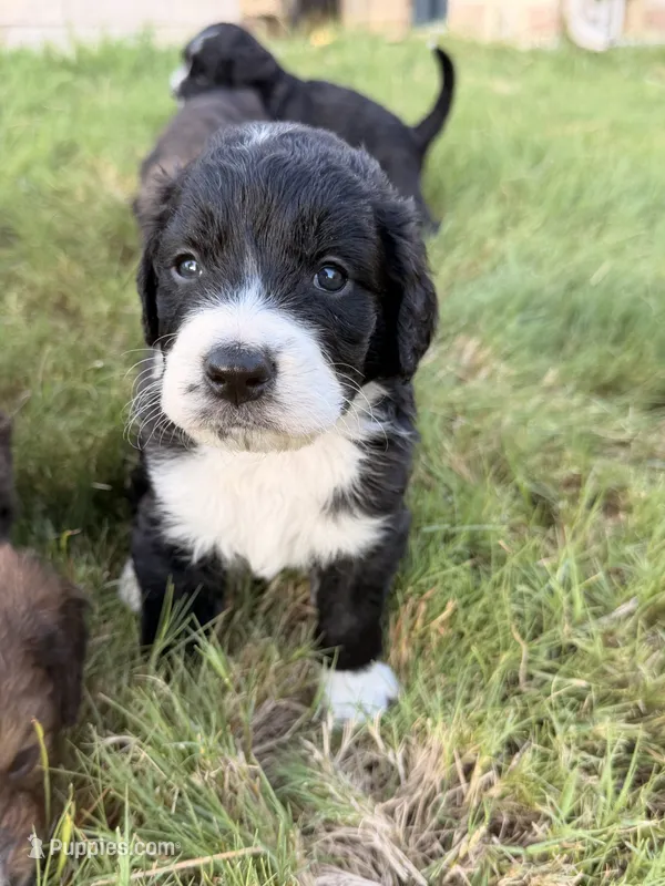 Milo – Bernedoodle puppy for sale in Georgetown, TX
