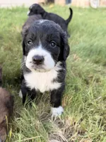 Milo, a male Bernedoodle for sale in Georgetown, TX – 1 of 4