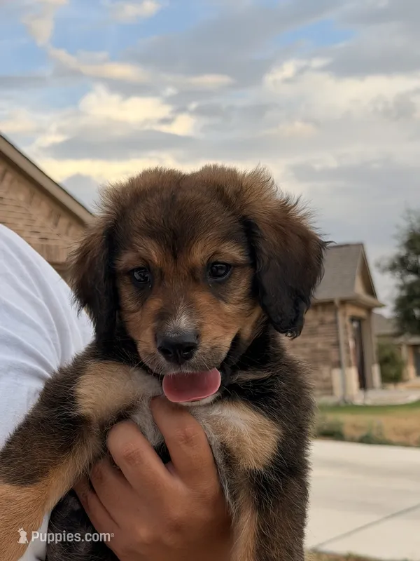Fat boy  – Bernedoodle puppy for sale in Georgetown, TX