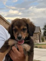 Fat boy , a male Bernedoodle for sale in Georgetown, TX – 1 of 7