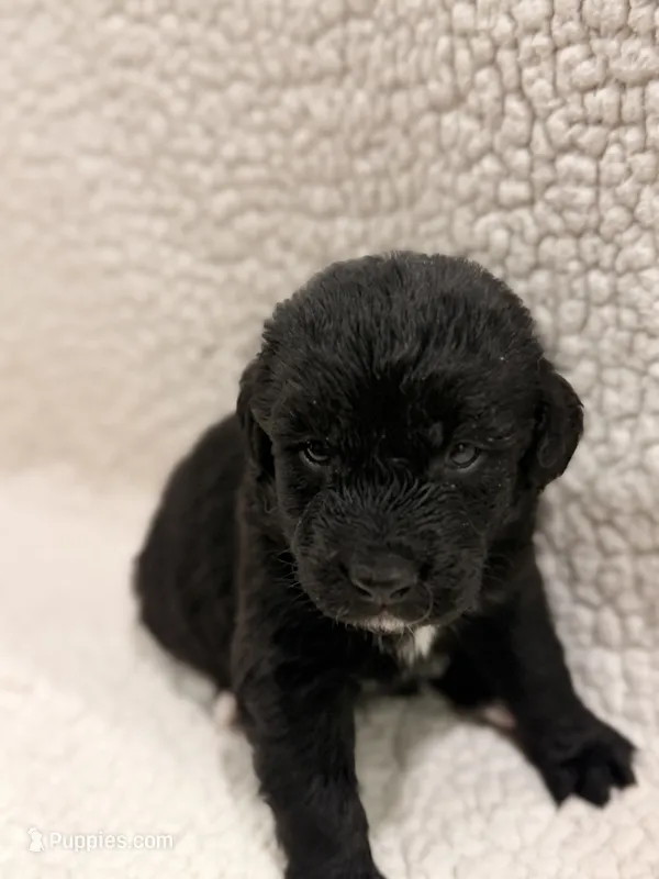 Shadow  – Bernedoodle puppy for sale in Georgetown, TX