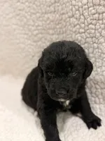 Shadow , a male Bernedoodle for sale in Georgetown, TX – 1 of 2