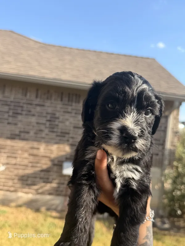Emma – Bernedoodle puppy for sale in Georgetown, TX