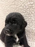 Shadow , a male Bernedoodle for sale in Georgetown, TX – 2 of 2