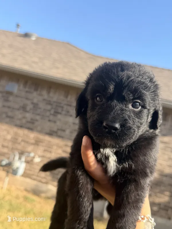 Ranger – Bernedoodle puppy for sale in Georgetown, TX