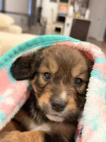 Otis, a male Bernedoodle for sale in Georgetown, TX – 3 of 5