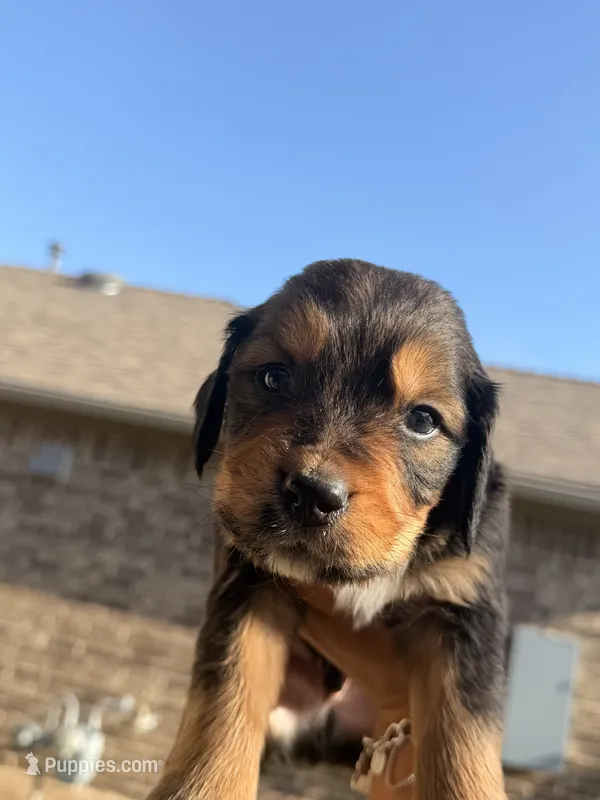 Rocky – Bernedoodle puppy for sale in Georgetown, TX
