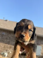 Rocky, a male Bernedoodle for sale in Georgetown, TX – 1 of 4