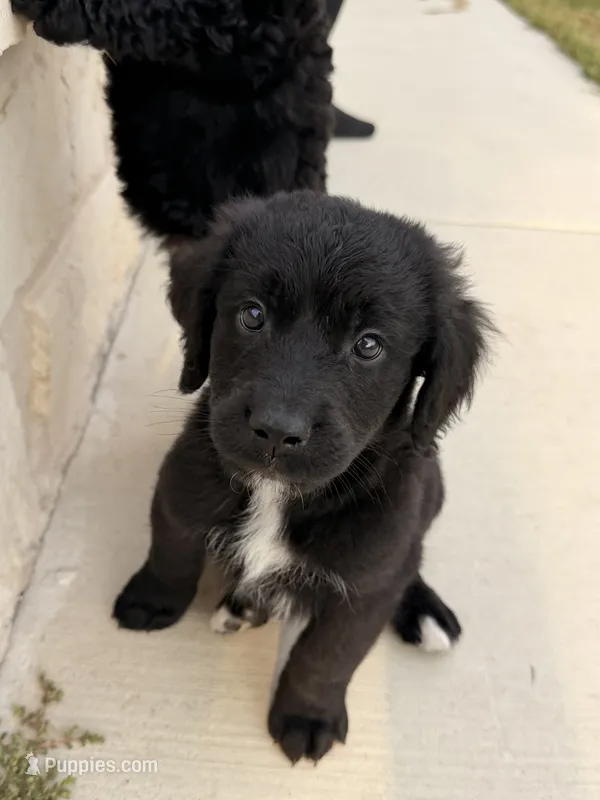 Otis  – Bernedoodle puppy for sale in Georgetown, TX