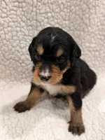 Bear, a female Bernedoodle for sale in Georgetown, TX – 2 of 2