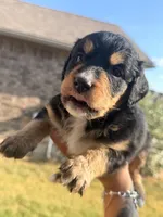 Luna, a female Bernedoodle for sale in Georgetown, TX – 5 of 5